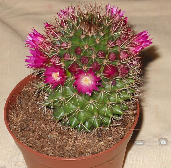 cactus.jpg