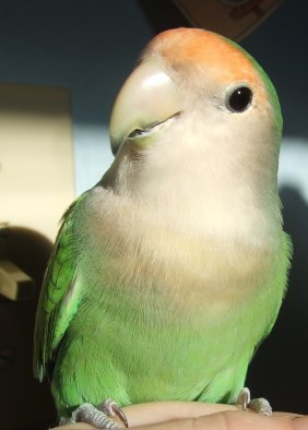 Peach face Lovebird.jpg