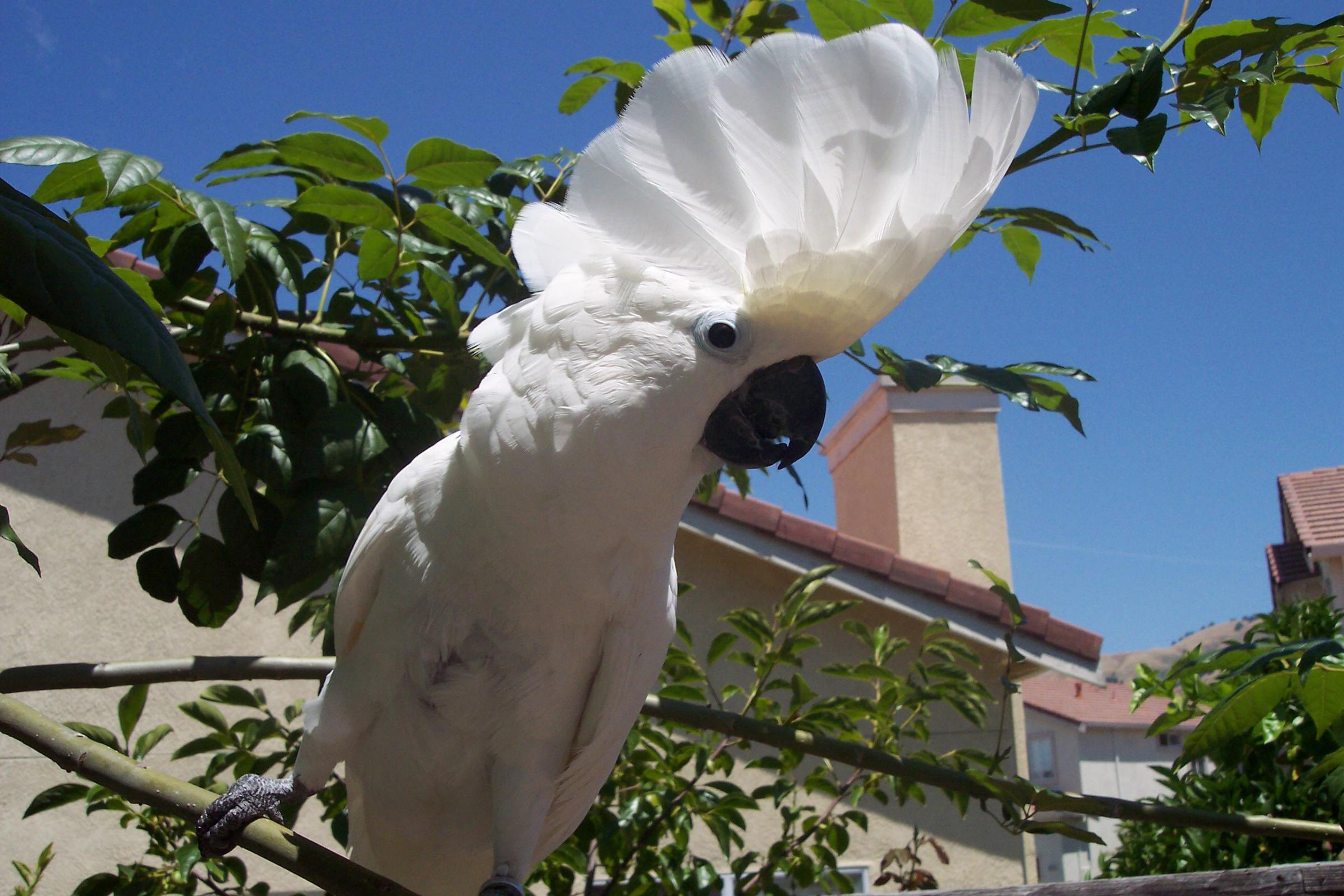 umbrella-cockatoo-2.jpg
