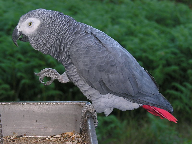 african-grey.jpg